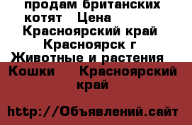 продам британских котят › Цена ­ 3 000 - Красноярский край, Красноярск г. Животные и растения » Кошки   . Красноярский край